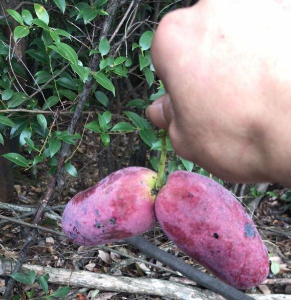 这种野果子叫八月炸,果子吃起来很甜,南方地区很多,十几块一斤|南方
