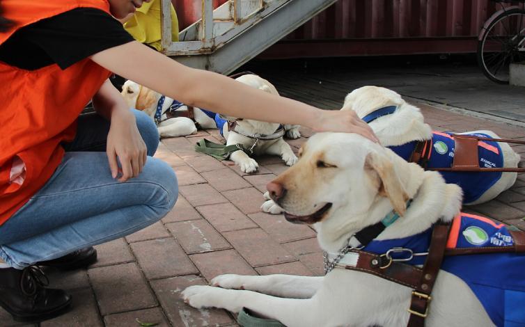 珠海长隆就导盲犬入住酒店遭拒致歉？不了解它们的意义，请勿发言休闲区蓝鸢梦想 - Www.slyday.coM