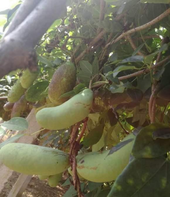 这种野果子叫八月炸,果子吃起来很甜,南方地区很多,十几块一斤|南方