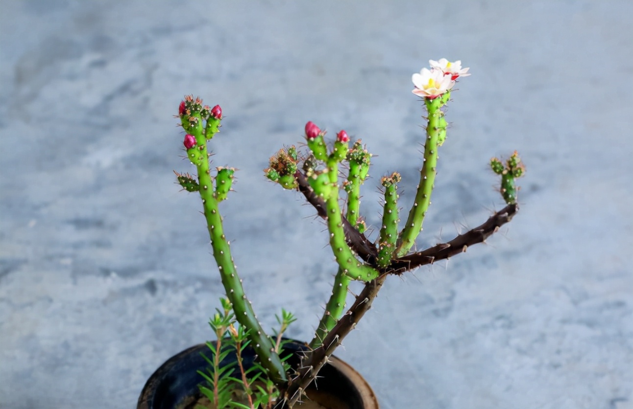 可以年年开花,但是有小朋友不要养|仙人掌|叶片|鹿角_新浪新闻