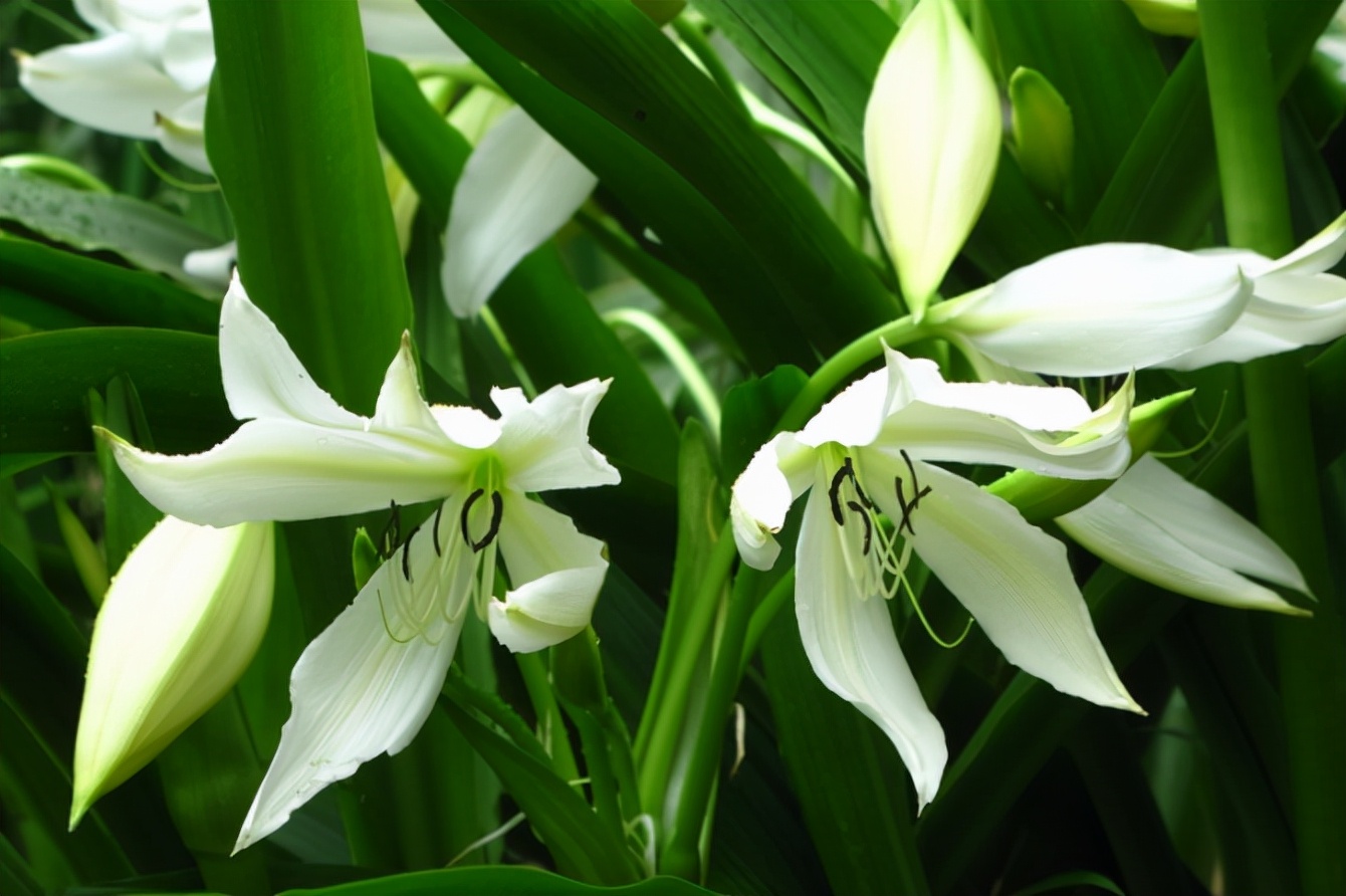 夏季开花的香殊兰,比朱顶红好养,掌握技巧就能养好,香气十足