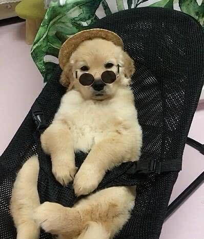 金毛狗狗戴墨镜坐摇椅上吹空调网友简直就是个汪星小地主