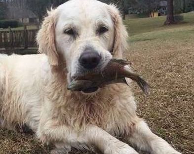 主人好奇跟踪查看,看到结果让人佩服|捕鱼|狗狗|主人_新浪新闻