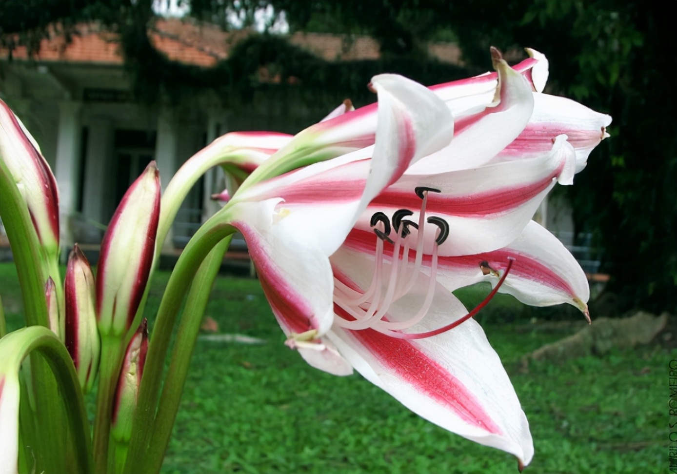 夏季开花的香殊兰,比朱顶红好养,掌握技巧就能养好,香气十足