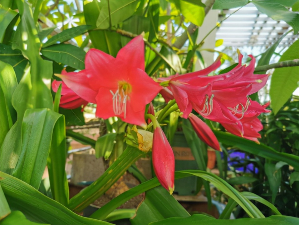 夏季开花的香殊兰,比朱顶红好养,掌握技巧就能养好,香气十足