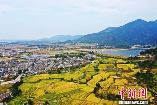 资料图：丰收在即的稻田一片金黄。中新社记者 刘占昆 摄