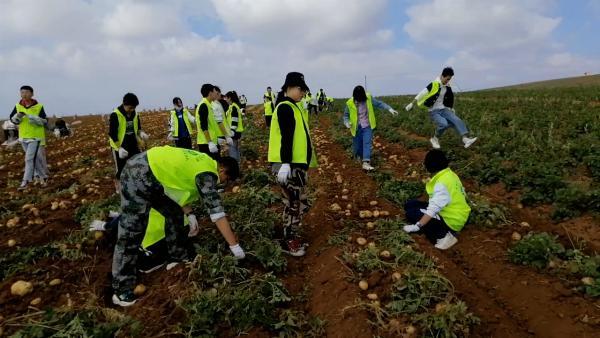 学校组织劳动实践课,百余名高中生帮当地农民抢收20亩土豆