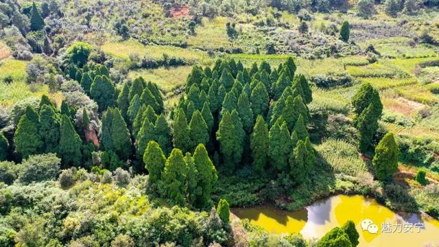COP15 | 昆明这里有个500余棵古滇翠柏装点的村庄__财经头条