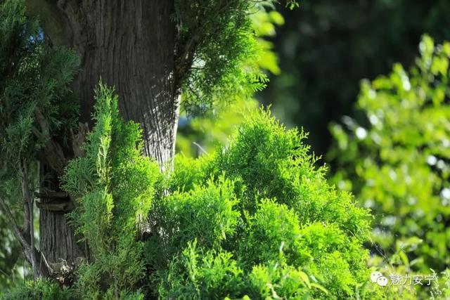 COP15 | 昆明这里有个500余棵古滇翠柏装点的村庄__财经头条