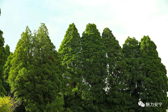 COP15 | 昆明这里有个500余棵古滇翠柏装点的村庄__财经头条