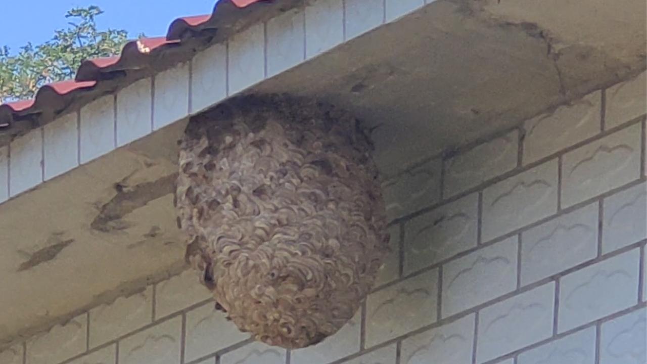 辽宁喀左农家屋檐下发现巨大马蜂窝