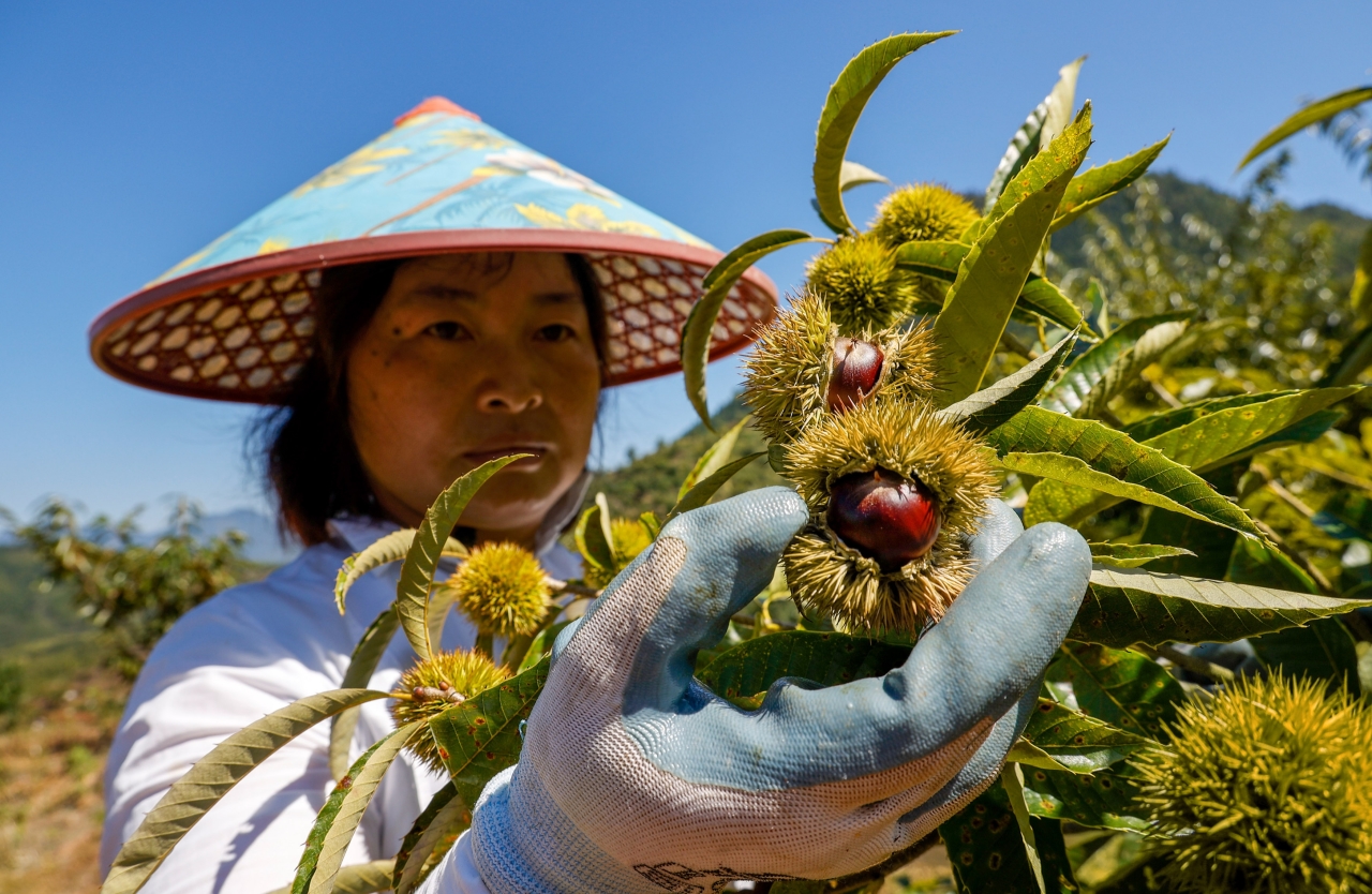 畲乡锥栗飘香 快点来采摘吧！__财经头条