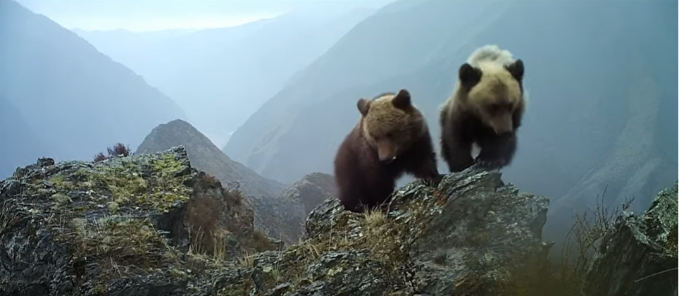 萨彦-舒申斯科耶自然保护区的熊，图源：萨彦-舒申斯科耶自然保护区YouTube账号视频截图