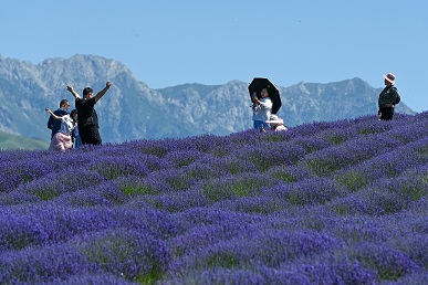 在新疆霍城县芦草沟镇四宫村，游客在薰衣草田里游玩（6月13日摄）。新华社