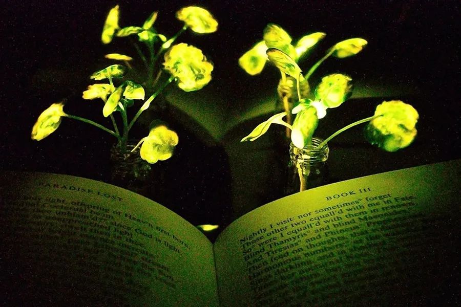  用纳米生物发光植物来照明一本书，图中显示的植物为两株3.5周大的豆瓣菜。| 图片来源：Seon-Yeong Kwak