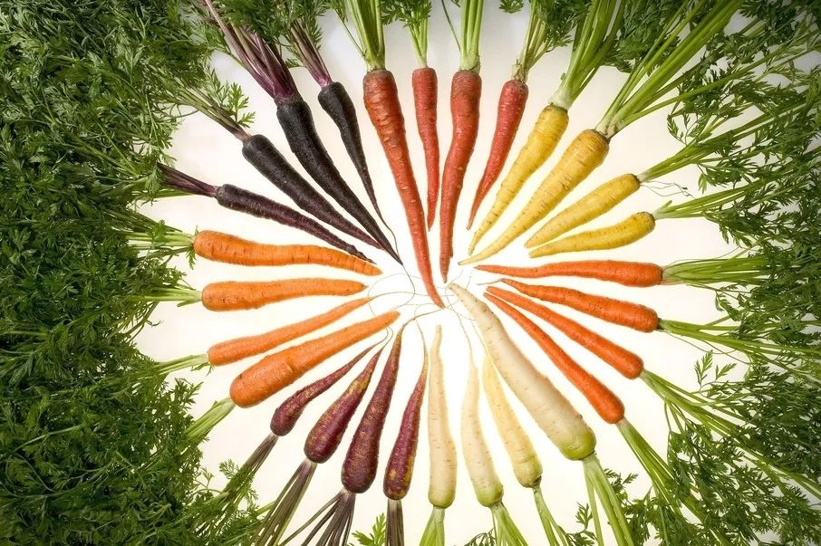 伞形科蔬菜,你最讨厌哪一种?__财经头条