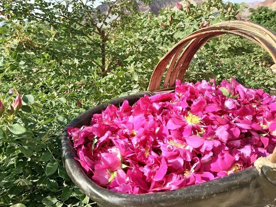 "兰州特色馆"又添新成员!苦水玫瑰系列产品上架"跟晚报go"