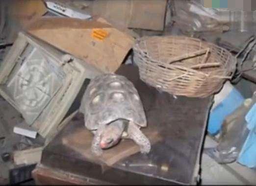 女子发现仓库中3年遗落乌龟，没想到伸手触碰后当场泪崩了休闲区蓝鸢梦想 - Www.slyday.coM