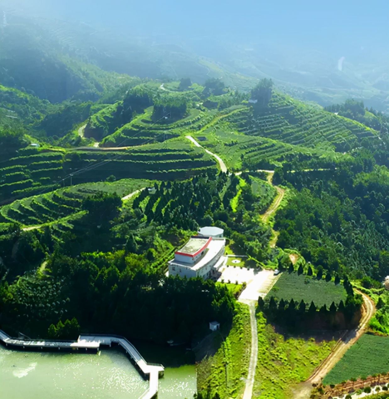 喝茶客的铁观音茶叶来源地?|安溪|茶山|铁观音_新浪新闻