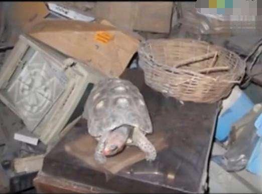 女子发现仓库中3年遗落乌龟，没想到伸手触碰后当场泪崩了休闲区蓝鸢梦想 - Www.slyday.coM