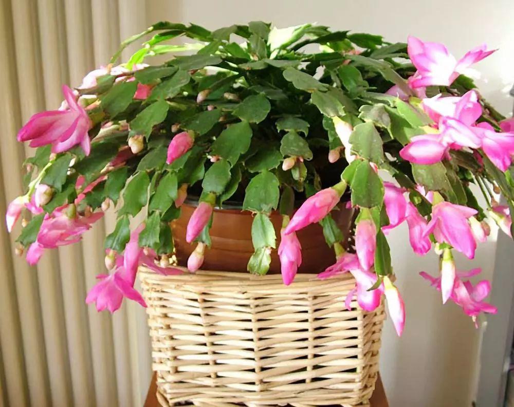 哪些废弃物制成的"养花肥"适合蟹爪兰用?