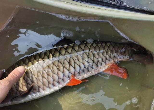 怎样的自然水域才能够养殖青竹鱼呢又该如何喂养和管理
