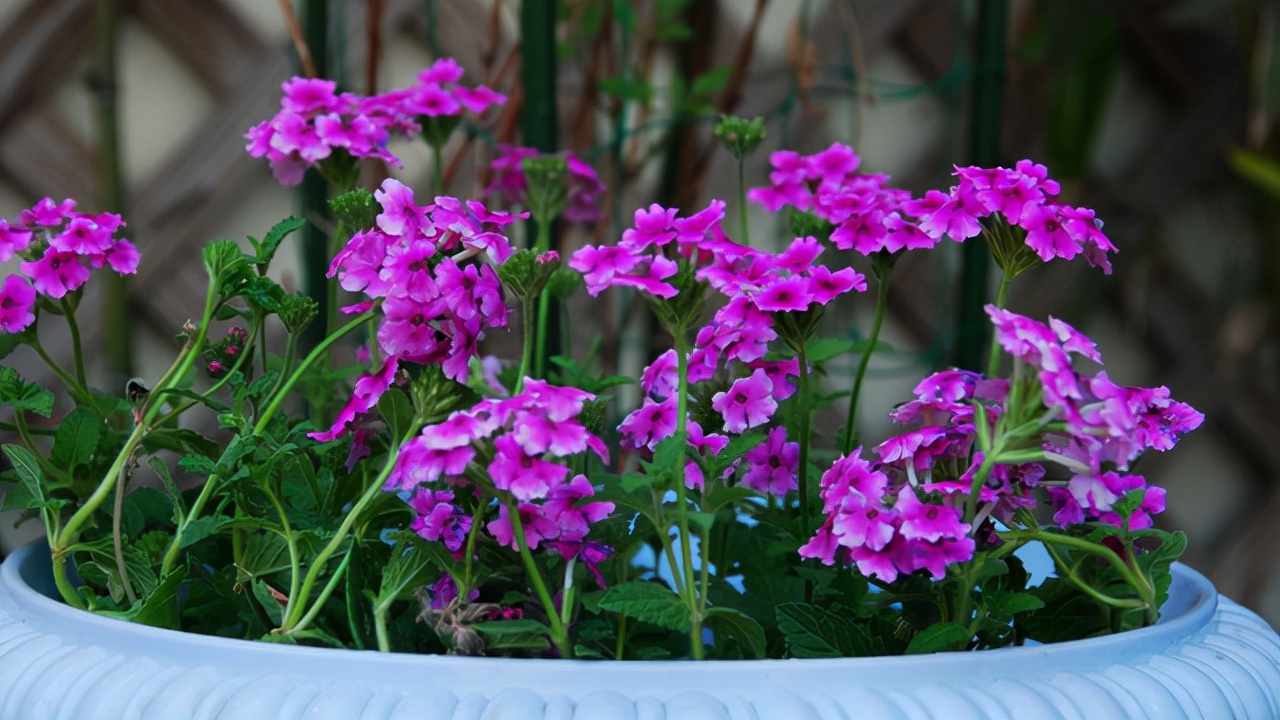 这5种花草是真正的"开花机器",冬天也能开花,你养过几种?