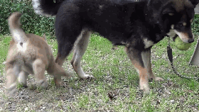 小狗狗屡次偷袭妈妈，试图抢妈妈玩具，结果被妈妈暴揍休闲区蓝鸢梦想 - Www.slyday.coM