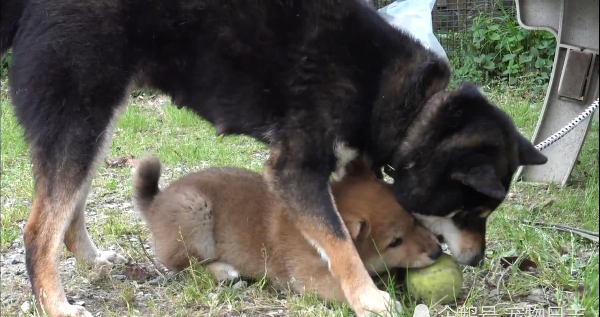 小狗狗屡次偷袭妈妈，试图抢妈妈玩具，结果被妈妈暴揍休闲区蓝鸢梦想 - Www.slyday.coM
