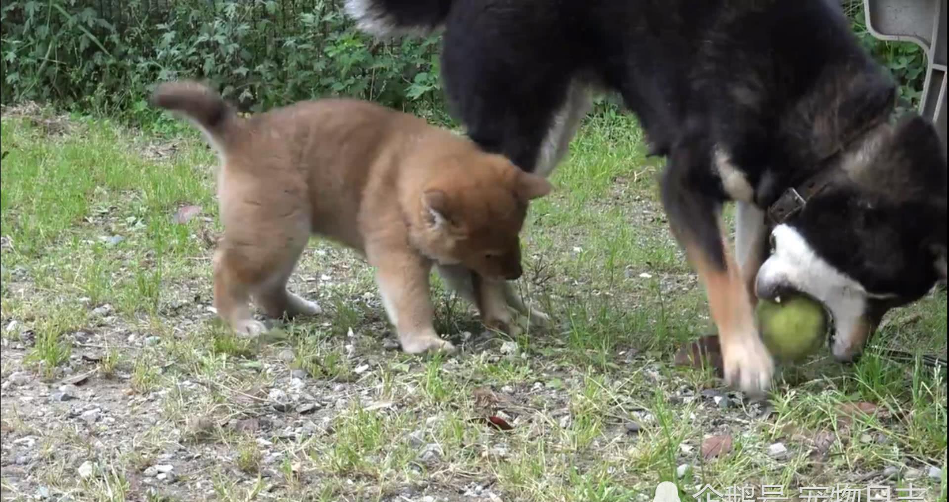 小狗狗屡次偷袭妈妈，试图抢妈妈玩具，结果被妈妈暴揍休闲区蓝鸢梦想 - Www.slyday.coM