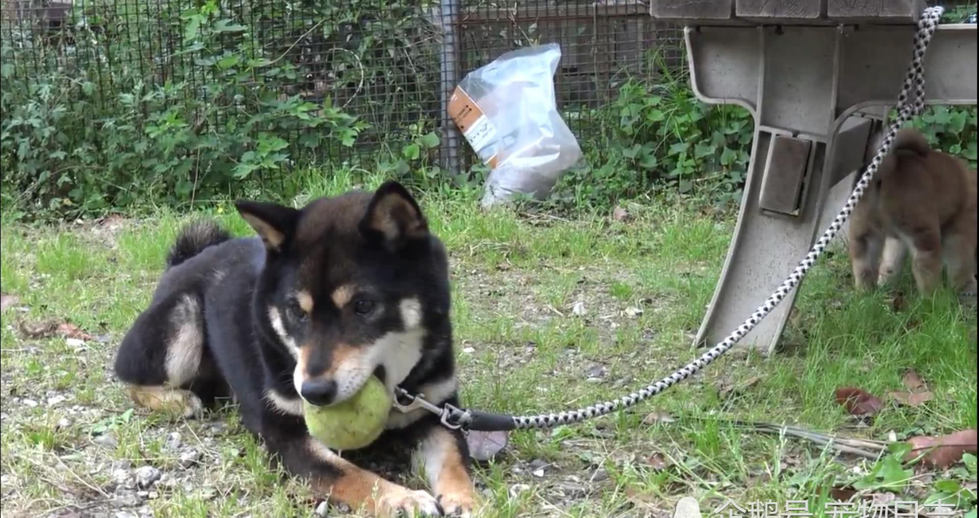 小狗狗屡次偷袭妈妈，试图抢妈妈玩具，结果被妈妈暴揍休闲区蓝鸢梦想 - Www.slyday.coM