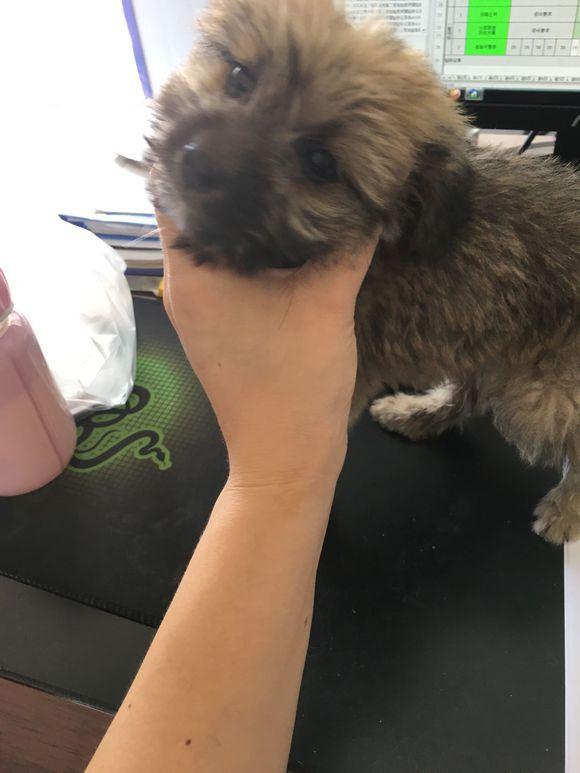 公交站边捡到只流浪狗,狗狗饿坏了直舔她的鞋子,女孩被它萌一脸休闲区蓝鸢梦想 - Www.slyday.coM 公交站边捡到只流浪狗,狗狗饿坏了直舔她的鞋子,女孩被它萌一脸休闲区蓝鸢梦想 - Www.slyday.coM