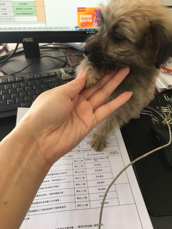 公交站边捡到只流浪狗,狗狗饿坏了直舔她的鞋子,女孩被它萌一脸休闲区蓝鸢梦想 - Www.slyday.coM 公交站边捡到只流浪狗,狗狗饿坏了直舔她的鞋子,女孩被它萌一脸休闲区蓝鸢梦想 - Www.slyday.coM