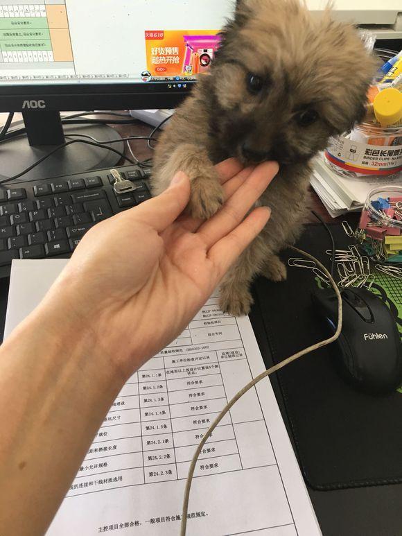 公交站边捡到只流浪狗,狗狗饿坏了直舔她的鞋子,女孩被它萌一脸休闲区蓝鸢梦想 - Www.slyday.coM 公交站边捡到只流浪狗,狗狗饿坏了直舔她的鞋子,女孩被它萌一脸休闲区蓝鸢梦想 - Www.slyday.coM