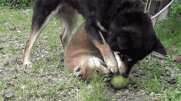 小狗狗屡次偷袭妈妈，试图抢妈妈玩具，结果被妈妈暴揍休闲区蓝鸢梦想 - Www.slyday.coM