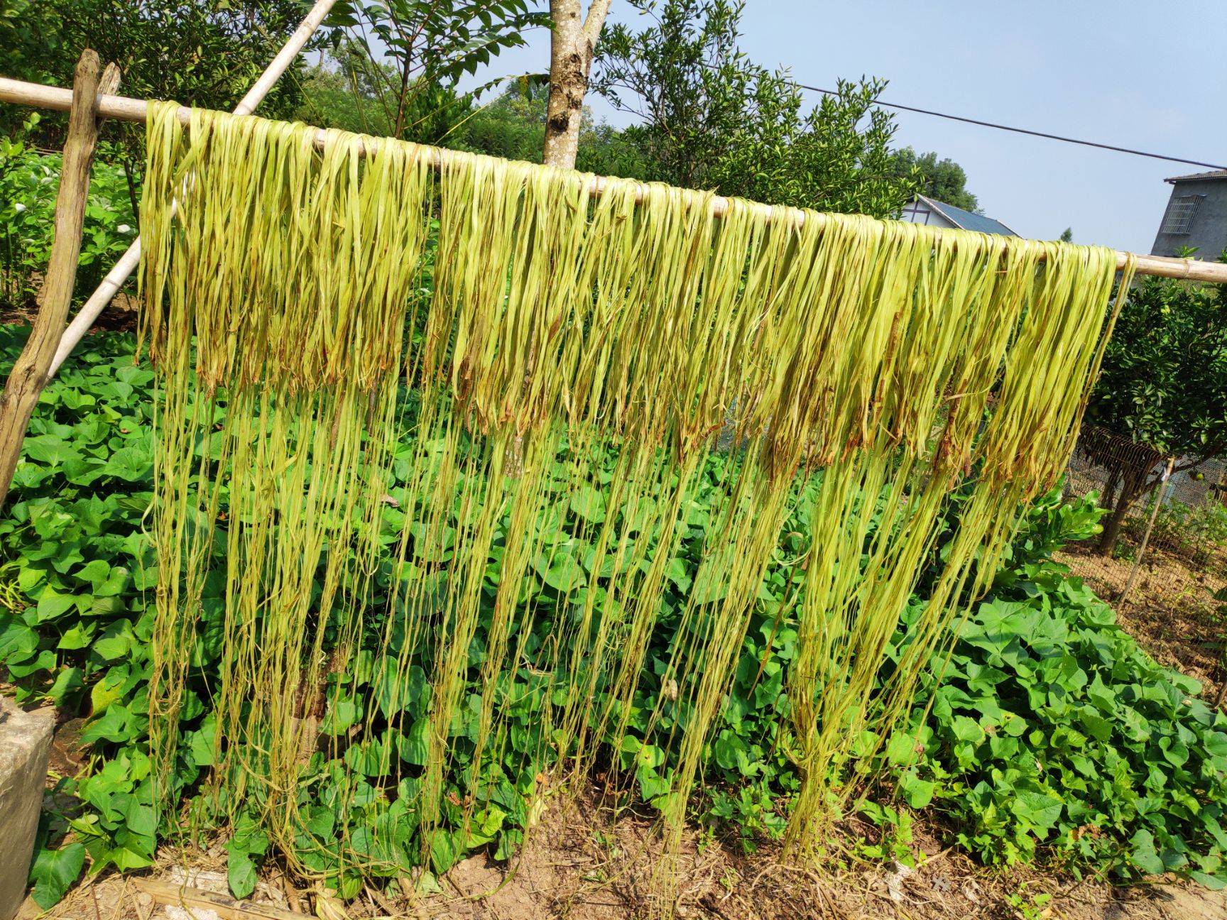 植物,在棉还没有来到中国之前,我们的很多衣服都是这种苎麻植物做的