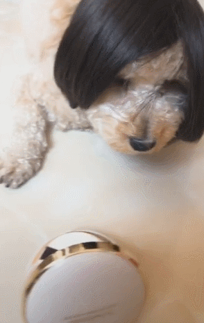 主人给狗狗戴假发,完全挡住眼睛,撩开头发萌翻了!