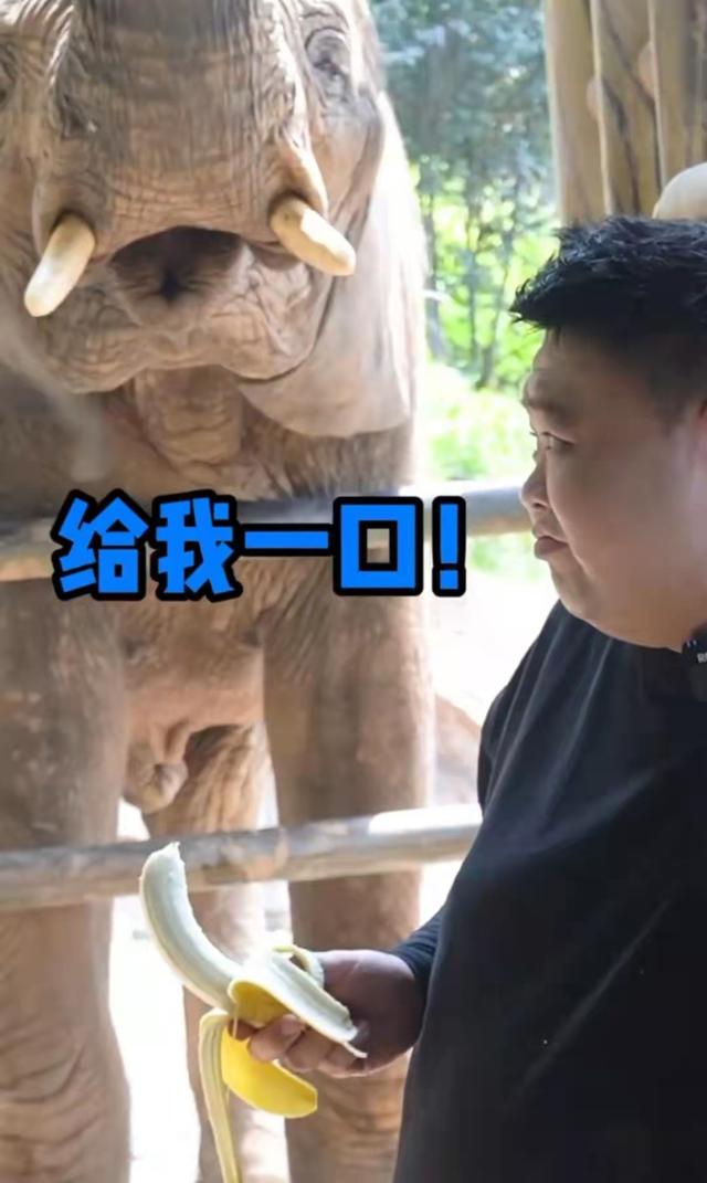 相声演员孙越近况曝光与大象同框互动曾在动物园养象十年