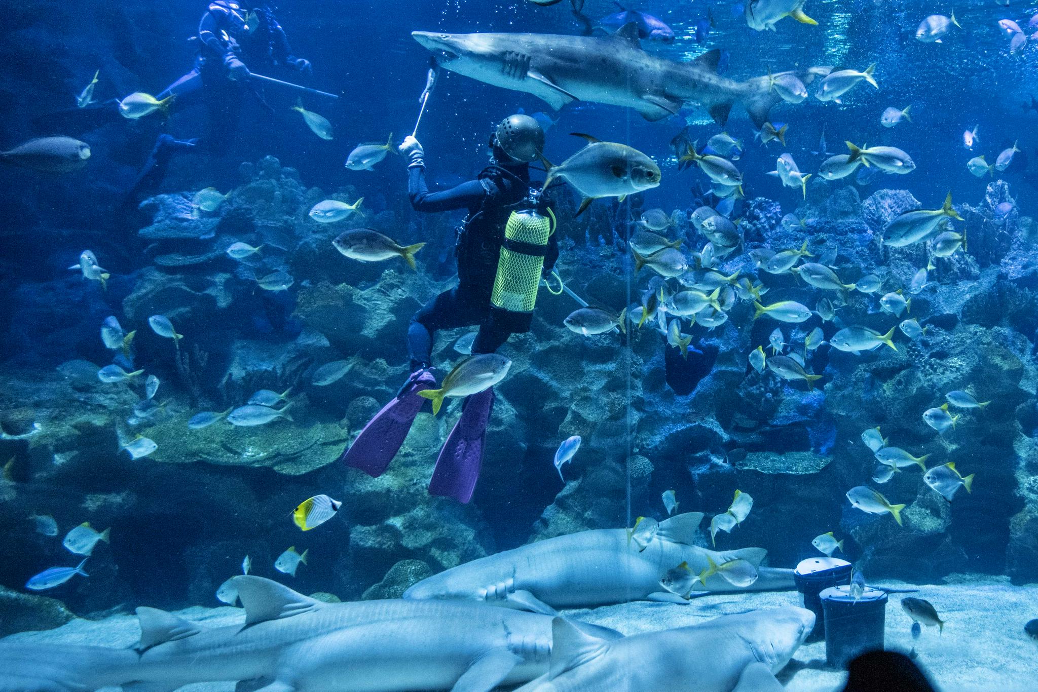 马来西亚吉隆坡城中城水族馆将重新开放|马来西亚|吉隆坡|新华社_新浪