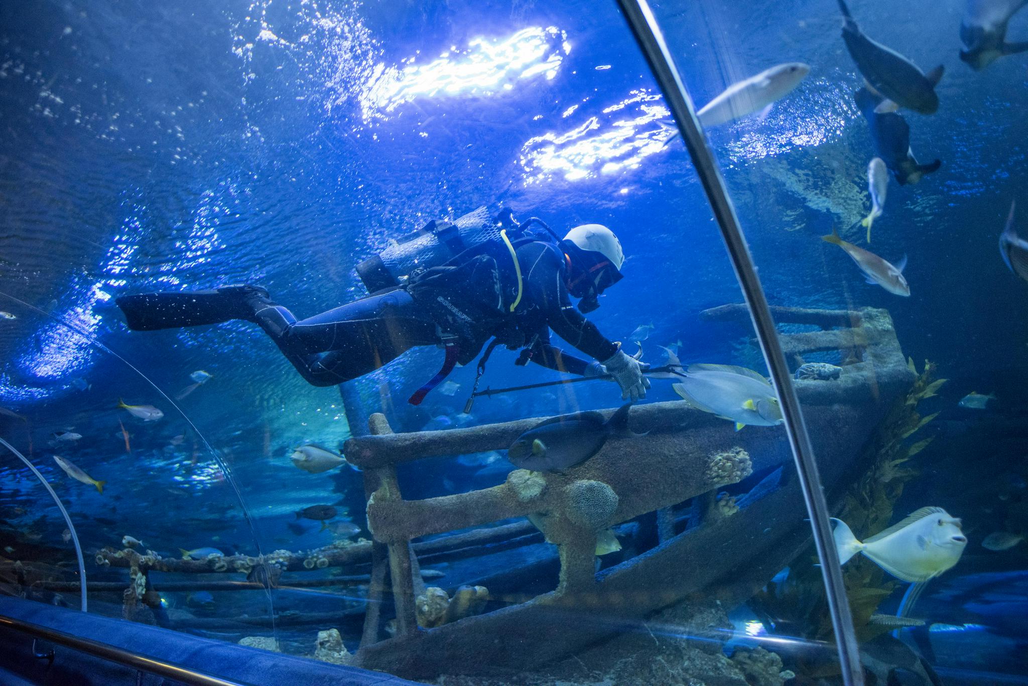 马来西亚吉隆坡城中城水族馆将重新开放|马来西亚|吉隆坡|新华社_新浪