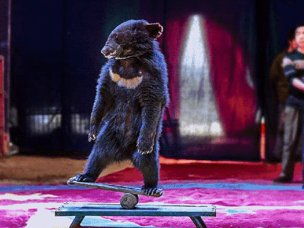 蹬棒,双杠呆萌狗熊炫技各种猛兽献技一流杂技表演团同台献技第二批