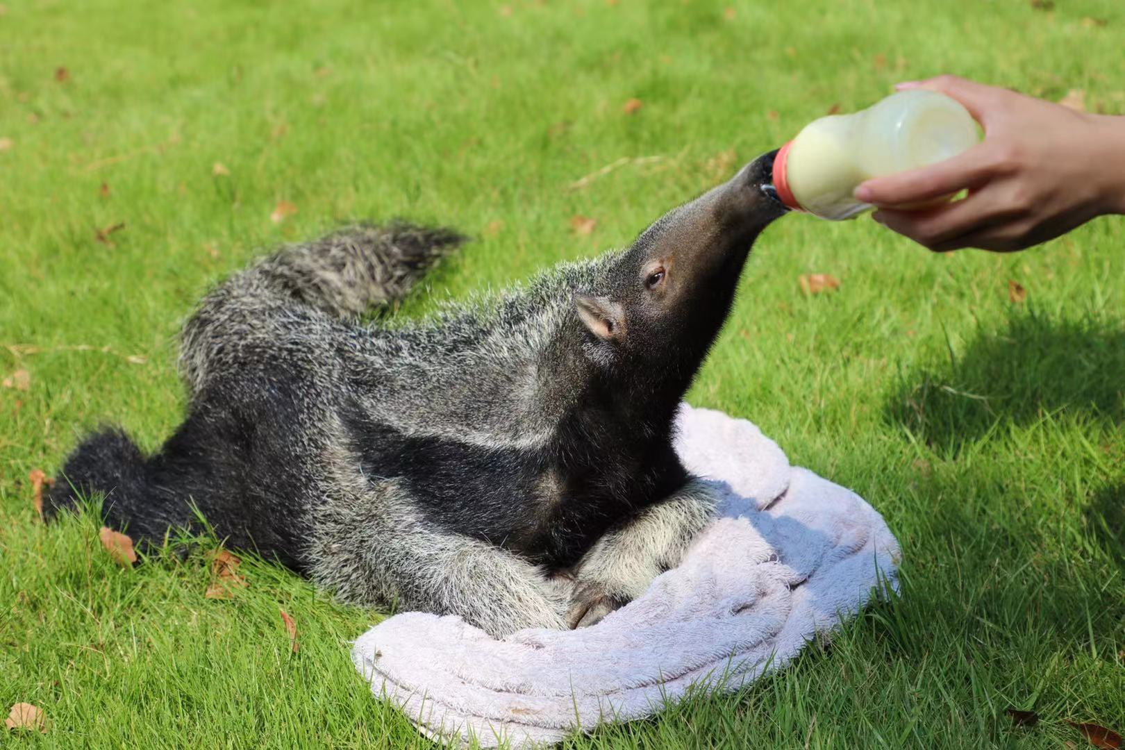 国内首例早产大食蚁兽宝宝人工育幼成活,昨起正式和游客见面