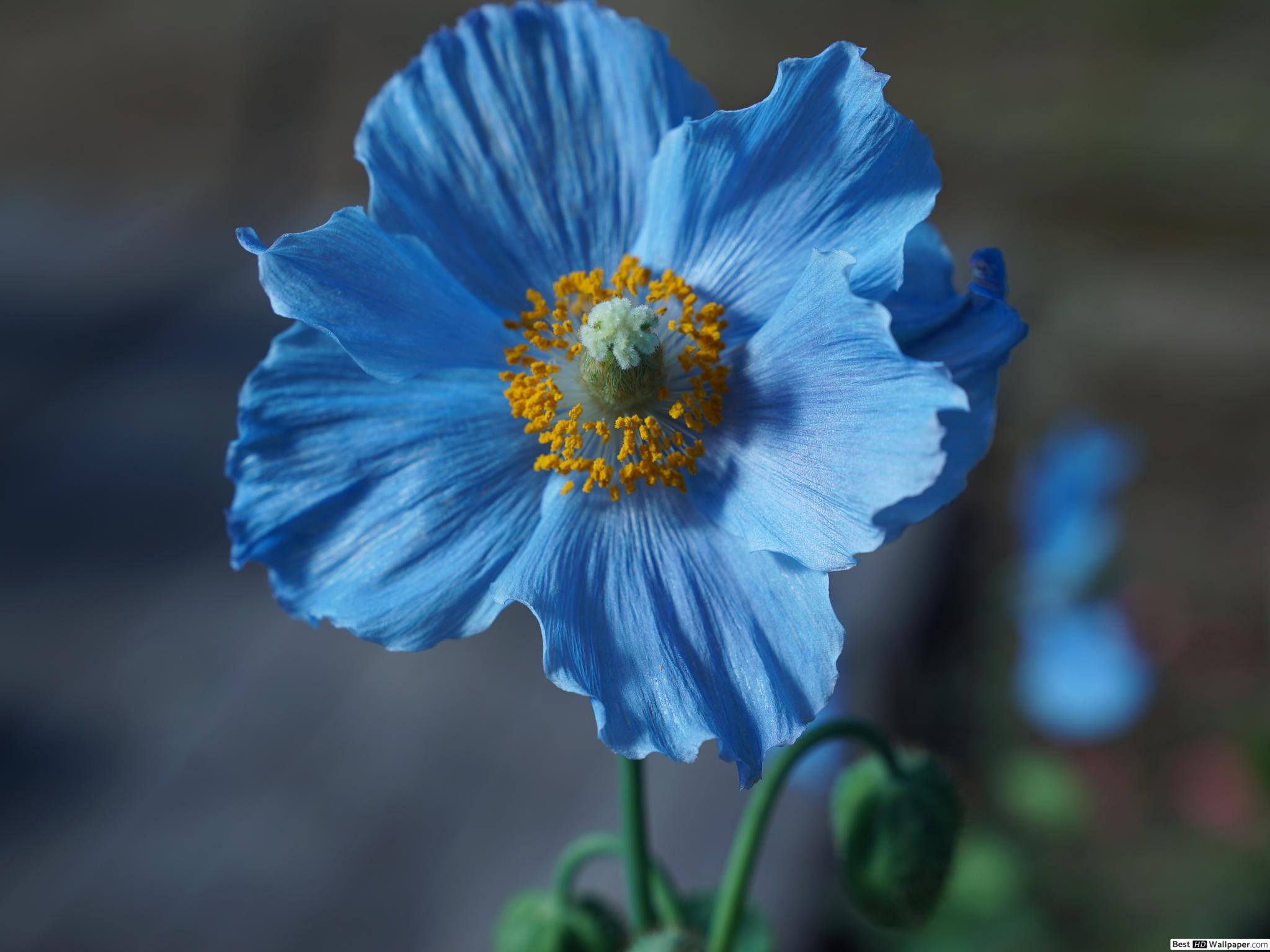 蓝罂粟花bestwallpaper图
