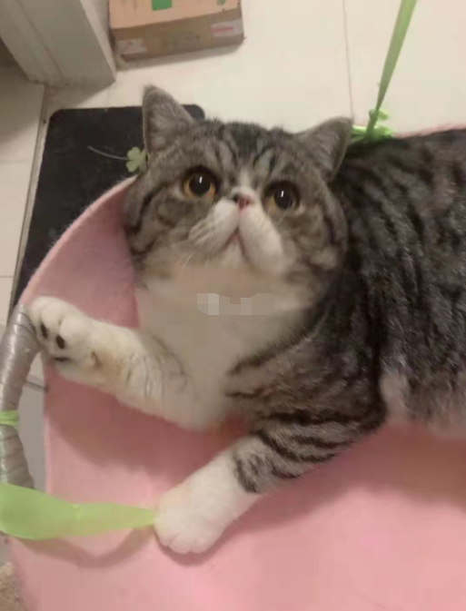 ▲刘女士家的猫。受访者供图