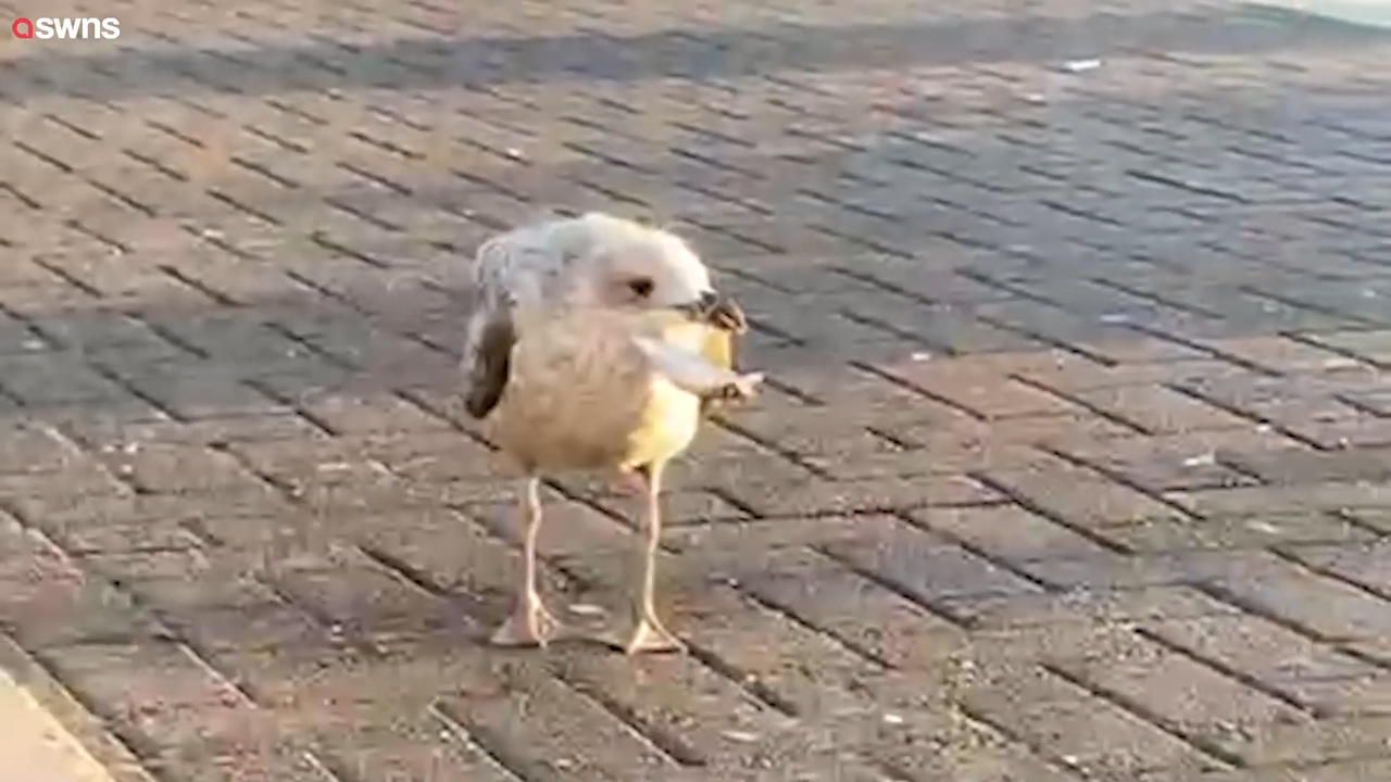 英国一只小海鸥鸟喙被鱼钩勾住 好心女子花费多日将其解救休闲区蓝鸢梦想 - Www.slyday.coM