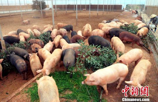 资料图：数十头肥猪在啃食树叶和青草。王成前 摄