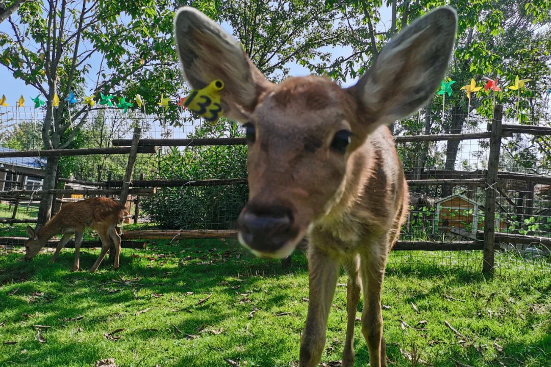 多彩演艺,变形金刚,超萌小鹿…园博园国庆游玩宝典重磅出炉|园博园