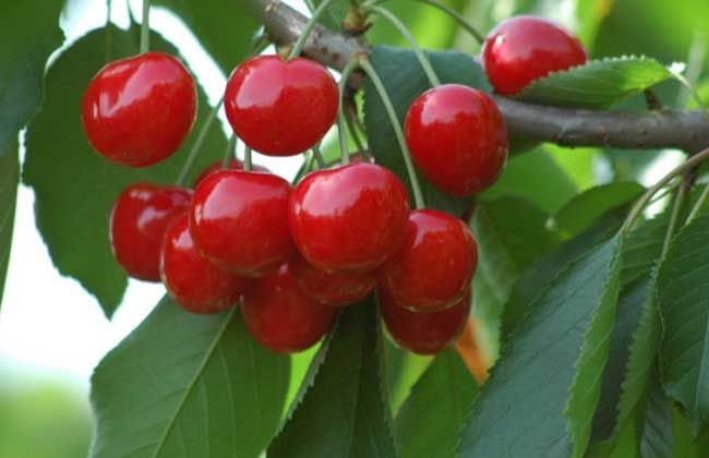 6种水果被称为女性的“补血果”，经常吃一点，脸色红润有光泽休闲区蓝鸢梦想 - Www.slyday.coM