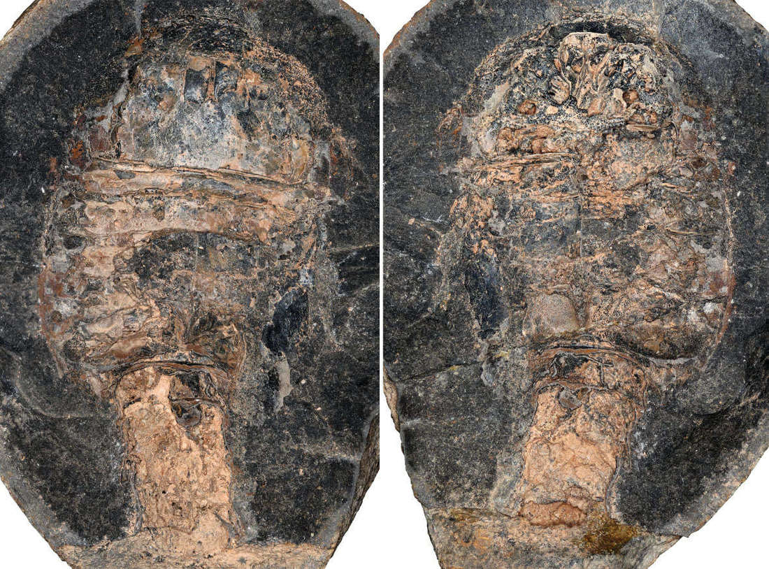 最初的海怪,中国首次发现4.3亿年前混翅蜍化石,它们有多奇特?休闲区蓝鸢梦想 - Www.slyday.coM 最初的海怪,中国首次发现4.3亿年前混翅蜍化石,它们有多奇特?休闲区蓝鸢梦想 - Www.slyday.coM