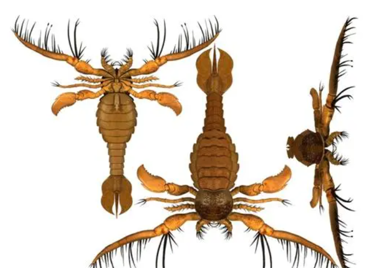 最初的海怪,中国首次发现4.3亿年前混翅蜍化石,它们有多奇特?休闲区蓝鸢梦想 - Www.slyday.coM 最初的海怪,中国首次发现4.3亿年前混翅蜍化石,它们有多奇特?休闲区蓝鸢梦想 - Www.slyday.coM